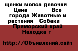 щенки мопса девочки › Цена ­ 25 000 - Все города Животные и растения » Собаки   . Приморский край,Находка г.